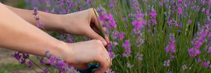 Hände schneiden Lavendel mit Schere